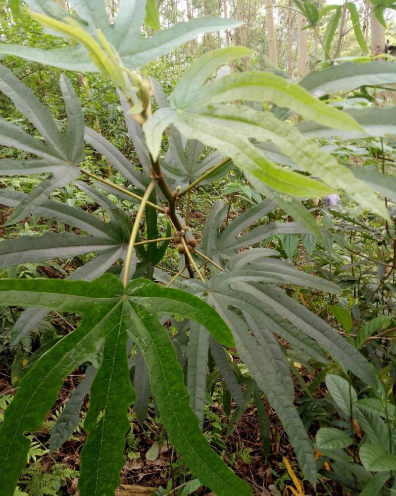 广西大山野生五指毛桃