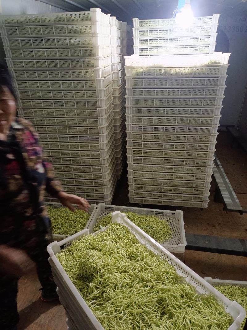 金银花苗，让种植户无后顾之忧