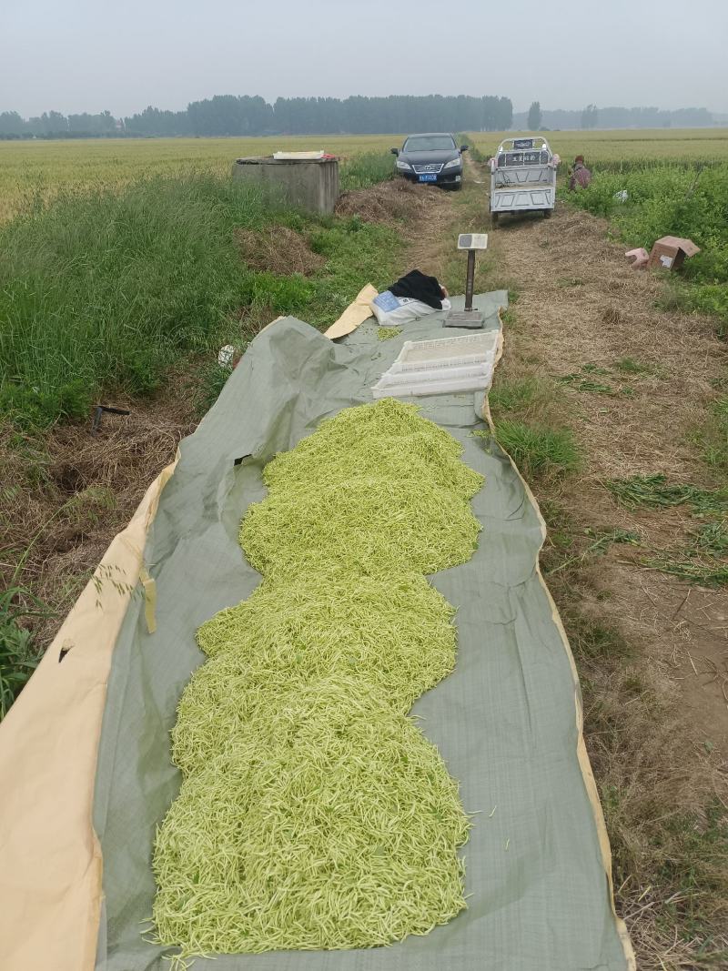 金银花苗，让种植户无后顾之忧