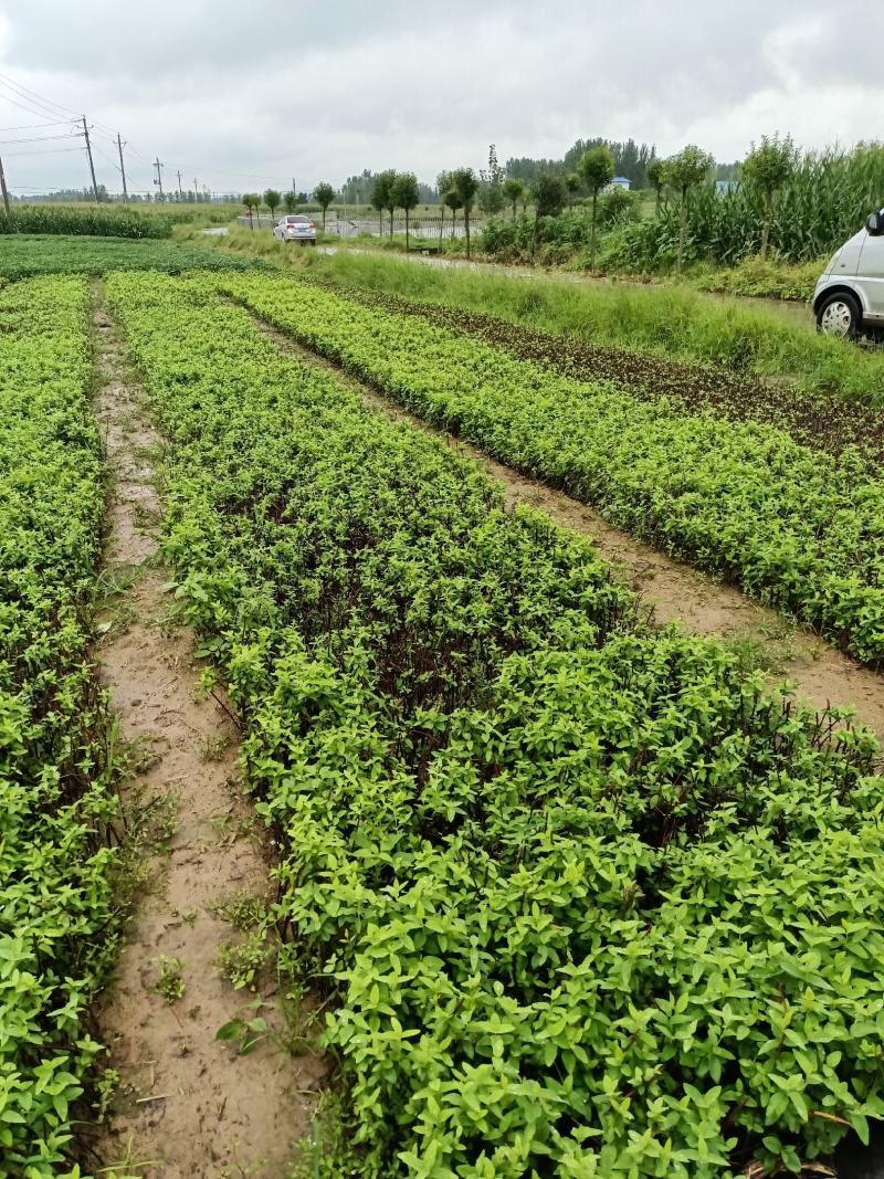 金银花苗，让种植户无后顾之忧