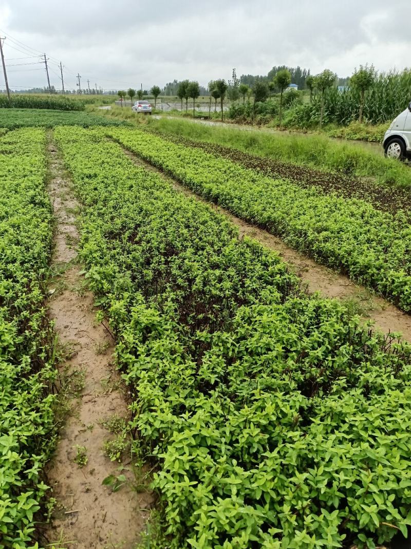 金银花苗，让种植户无后顾之忧