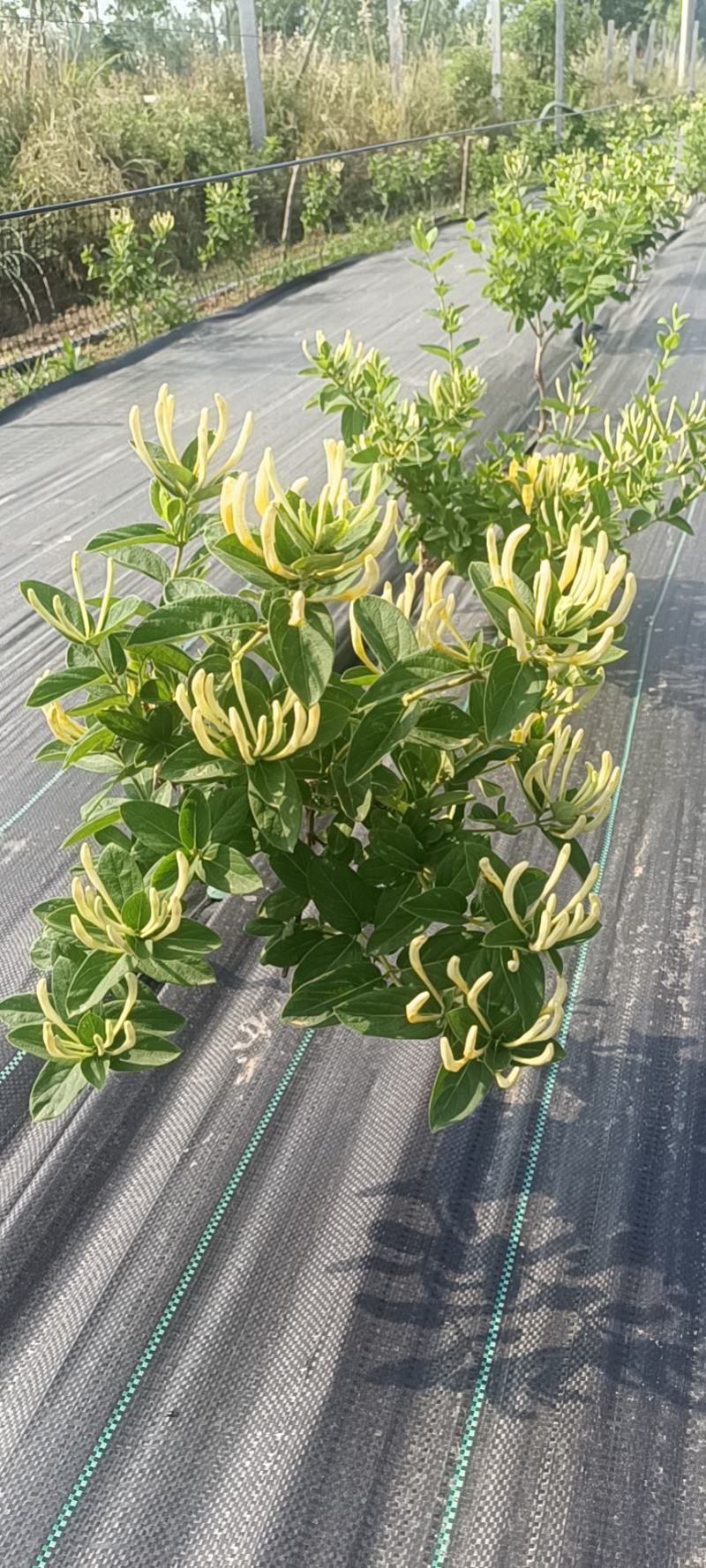 金银花苗，让种植户无后顾之忧