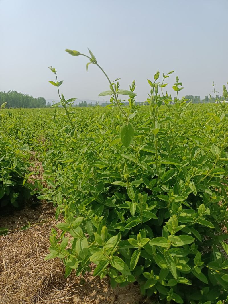 金银花苗，让种植户无后顾之忧