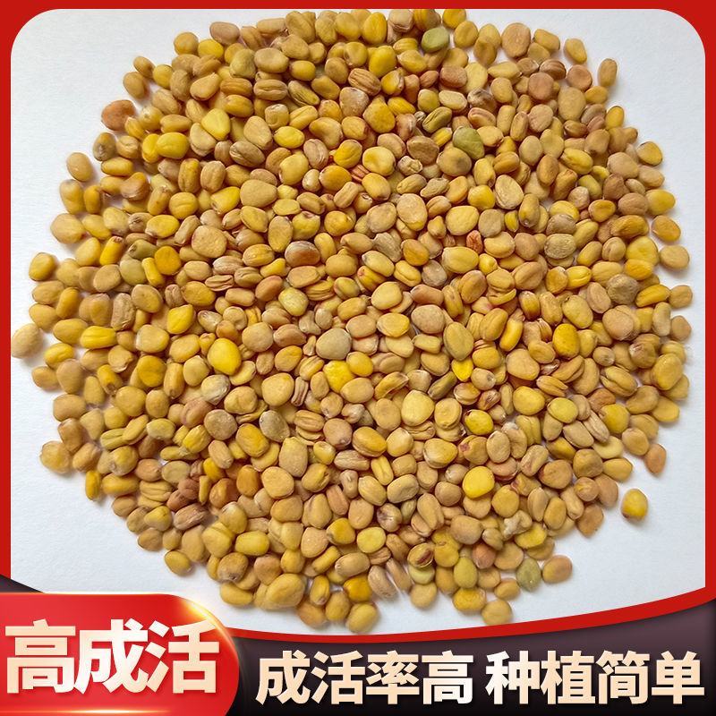 凤梨水果萝卜种子紫美人红心水果萝卜种子萝卜籽种孑四季甜脆