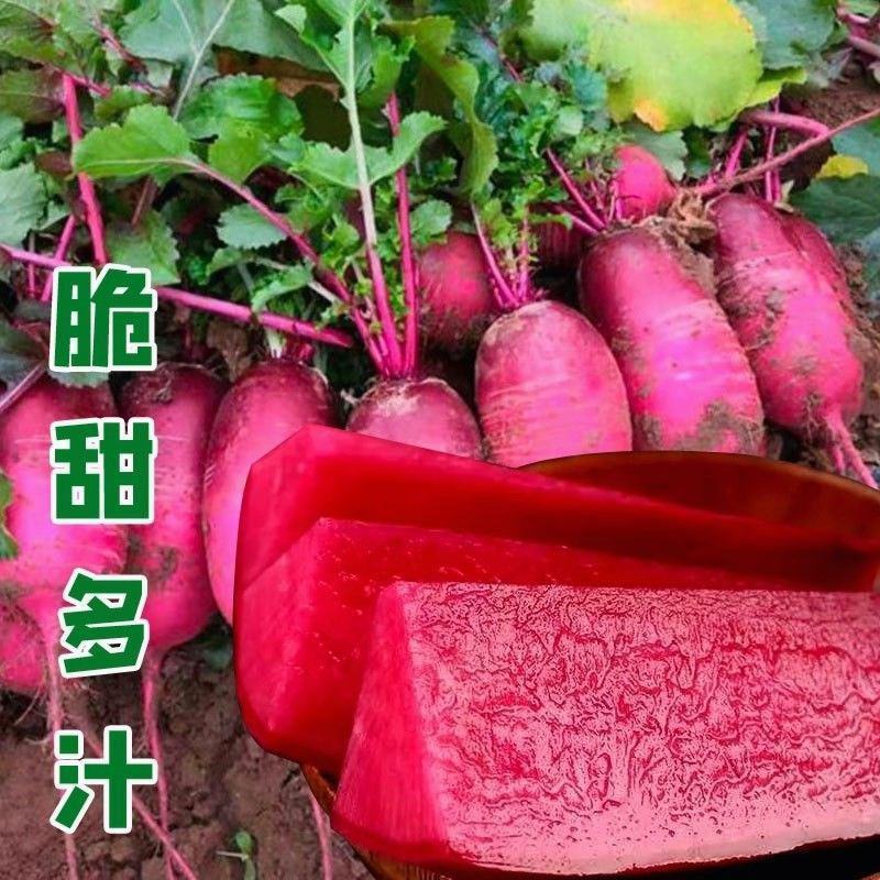 凤梨水果萝卜种子紫美人红心水果萝卜种子萝卜籽种孑四季甜脆