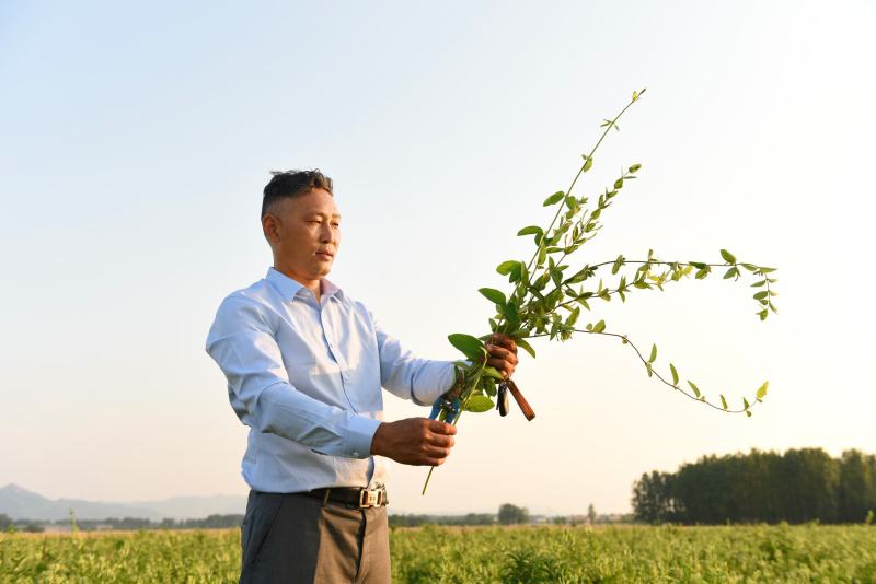 金银花苗，让种植户无后顾之忧
