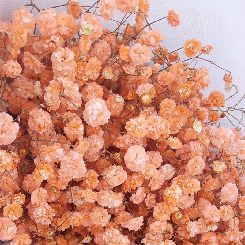 切花满天星种子园林绿化花海打造满天星种子一级种子批发零售