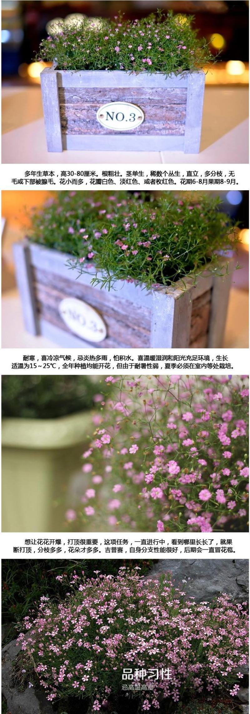 切花满天星种子园林绿化花海打造满天星种子一级种子批发零售