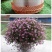 切花满天星种子园林绿化花海打造满天星种子一级种子批发零售