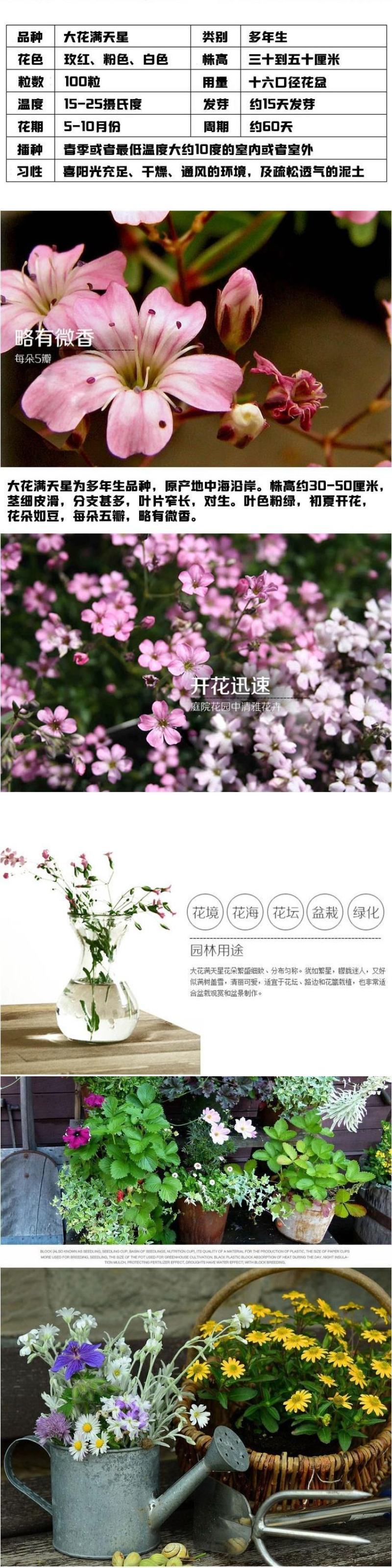 切花满天星种子园林绿化花海打造满天星种子一级种子批发零售