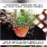 切花满天星种子园林绿化花海打造满天星种子一级种子批发零售