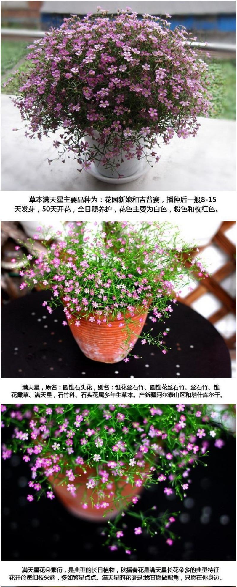 切花满天星种子园林绿化花海打造满天星种子一级种子批发零售