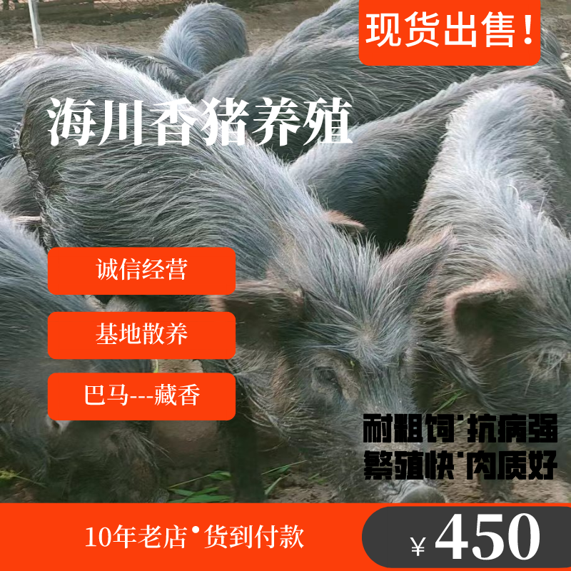 批发零售藏香猪苗怀孕母猪育肥猪商品猪后备母猪支持货到付款