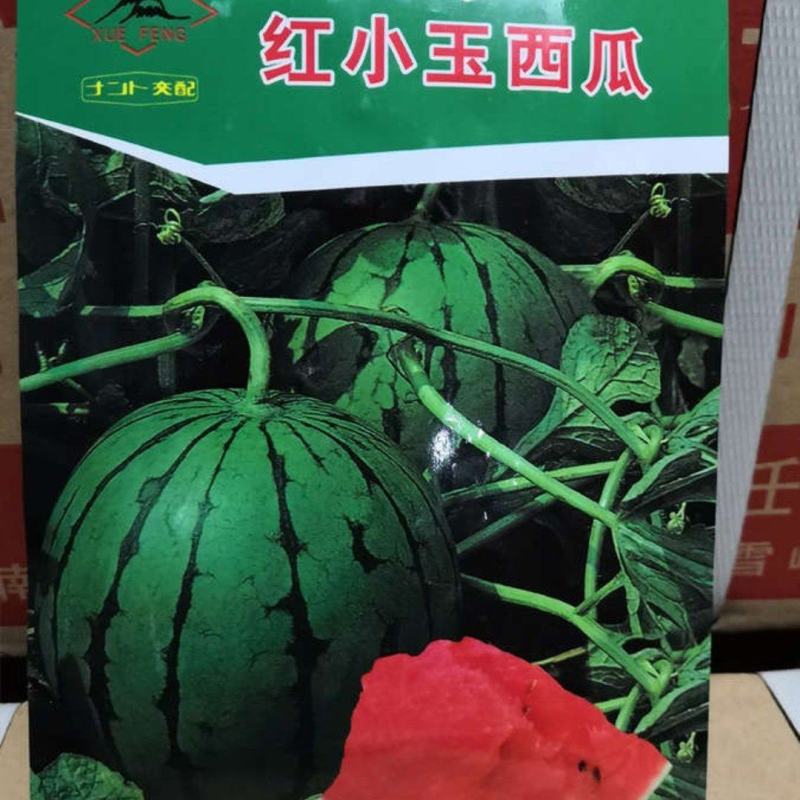 350粒红小玉西瓜种子黄小玉西瓜种子小玉9号西瓜种子