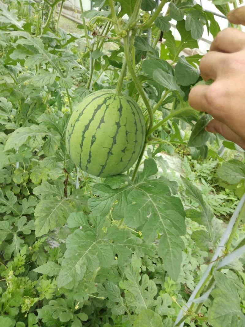350粒红小玉西瓜种子黄小玉西瓜种子小玉9号西瓜种子