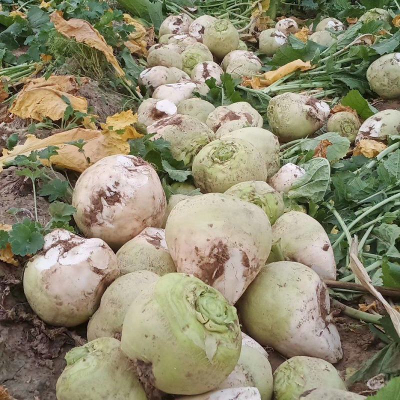 芥菜头，大头菜。大量上市，保质保量，欢迎新老客户来电叨扰