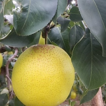 雪花梨，又脆又甜，皮毛光亮，果型端正