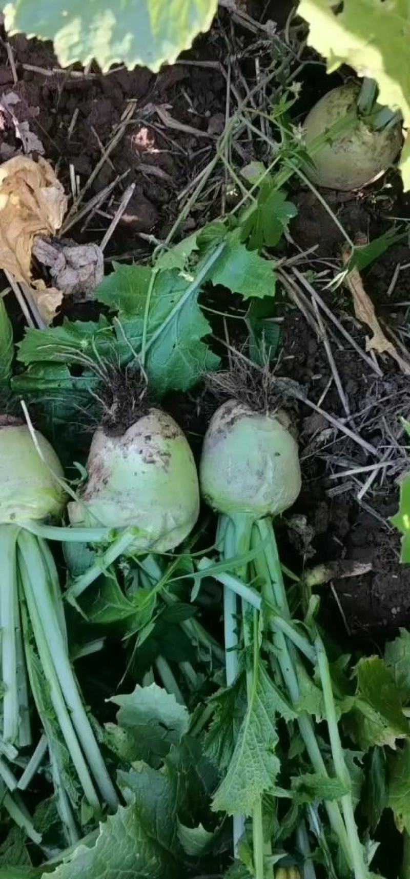 芥菜头，大头菜。大量上市，保质保量，欢迎新老客户来电叨扰