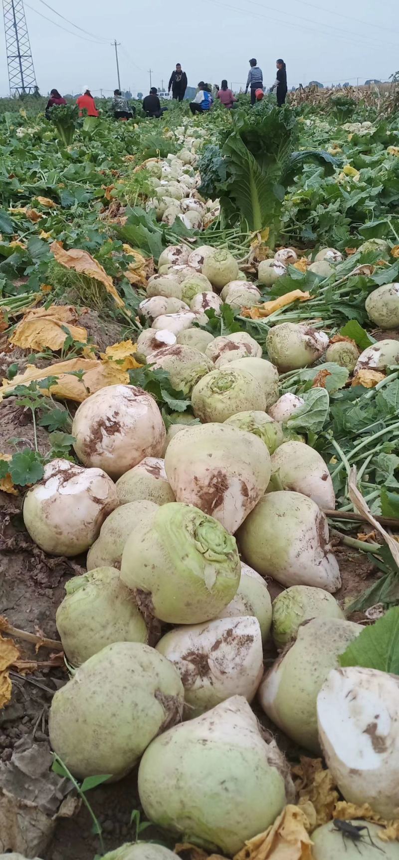 芥菜头，大头菜。大量上市，保质保量，欢迎新老客户来电叨扰