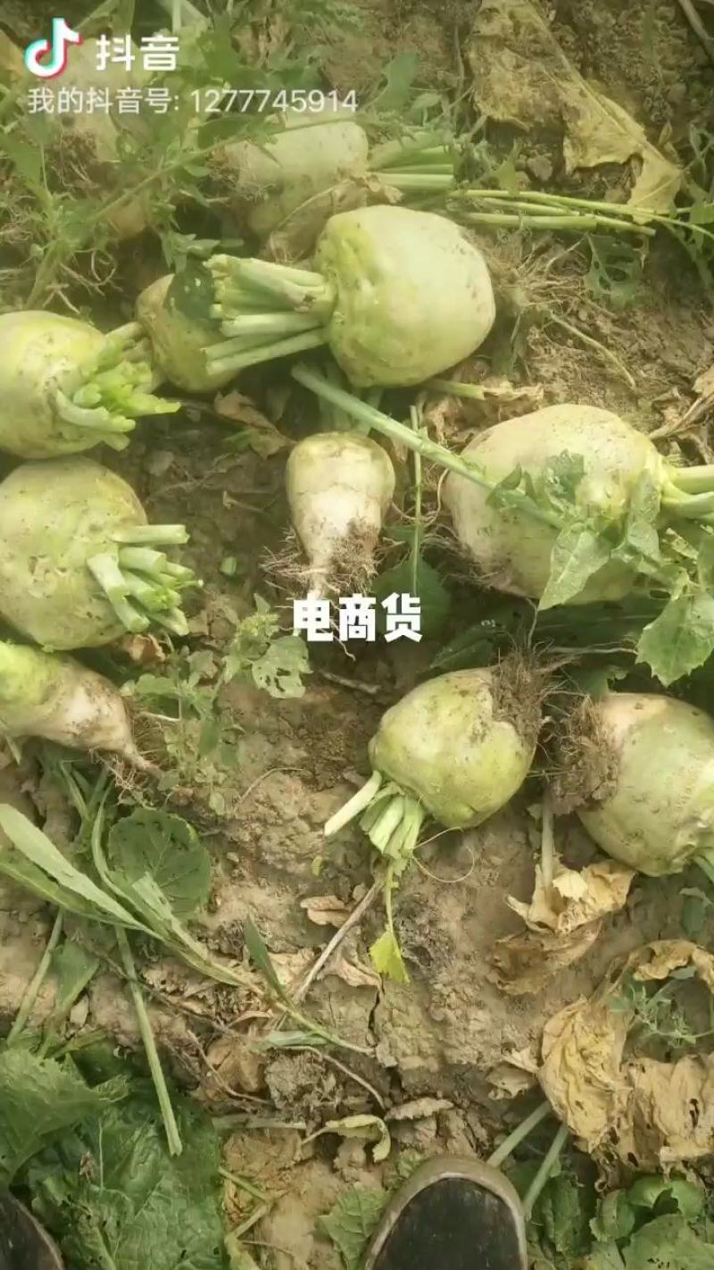 芥菜头，大头菜。大量上市，保质保量，欢迎新老客户来电叨扰