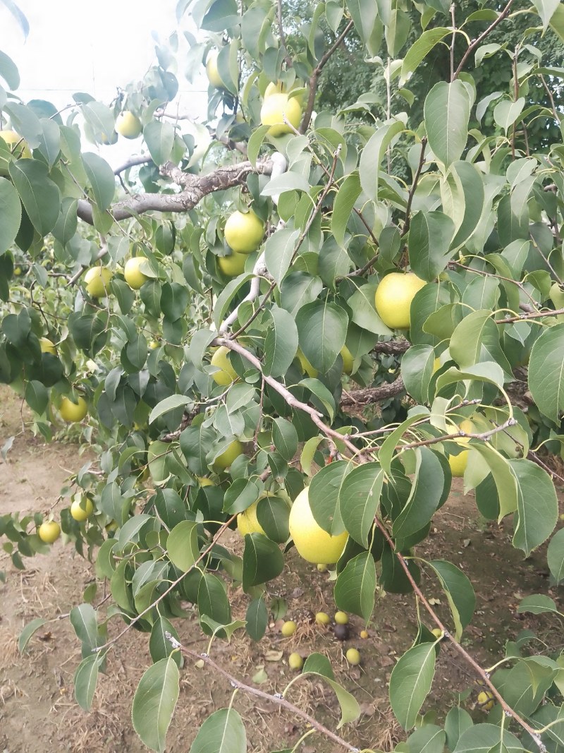 雪花梨，又脆又甜，皮毛光亮，果型端正