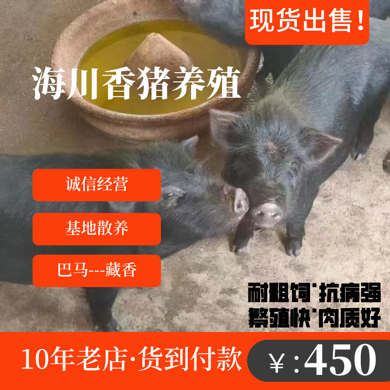 批发藏香猪现货蕨麻猪黑香猪种苗怀孕母猪种公猪全国发货