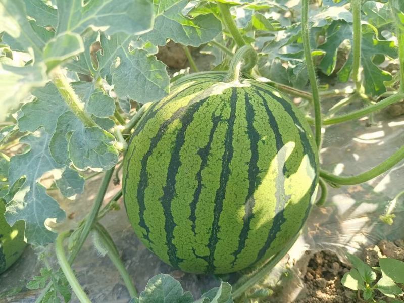 【350粒】原装黄小玉西瓜种子大面积种植抗性好