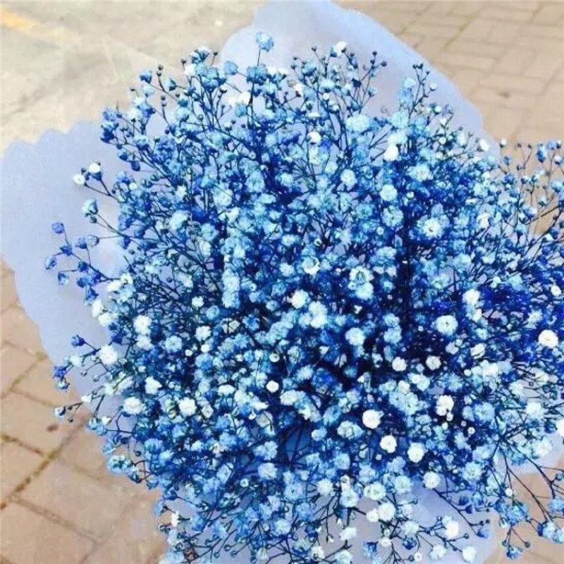 切花满天星种子观赏花海满天星种子庭院别墅阳台景观花籽