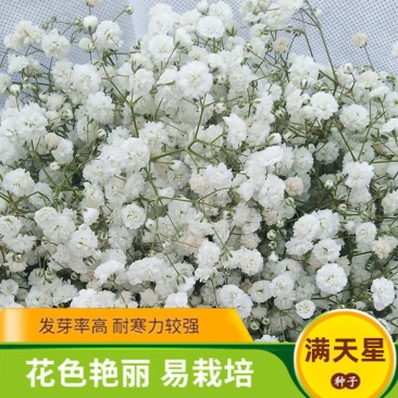 批发一级优质满天星种子园林地被绿化草花种子量大优惠