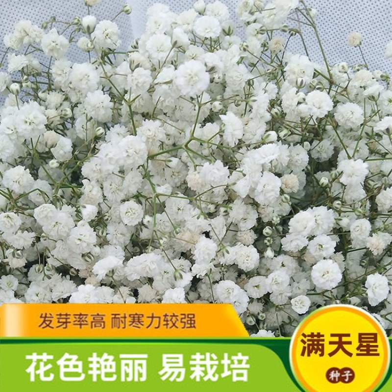 批发一级优质满天星种子园林地被绿化草花种子量大优惠