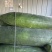 万亩蔬菜基地种植冬瓜直发代办品质优良价格优势