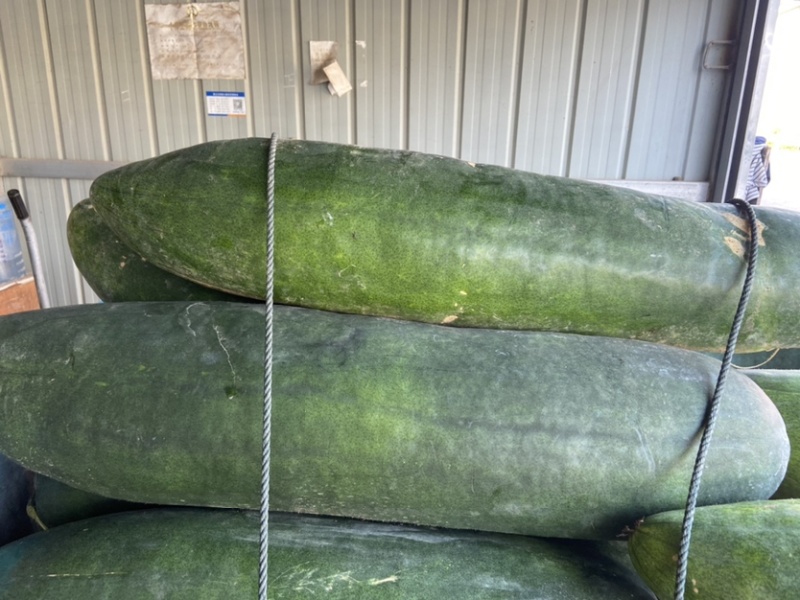 万亩蔬菜基地种植冬瓜直发代办品质优良价格优势