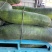 万亩蔬菜基地种植冬瓜直发代办品质优良价格优势