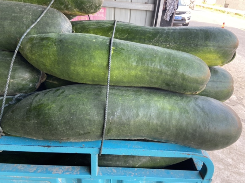 万亩蔬菜基地种植冬瓜直发代办品质优良价格优势