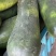 万亩蔬菜基地种植冬瓜直发代办品质优良价格优势