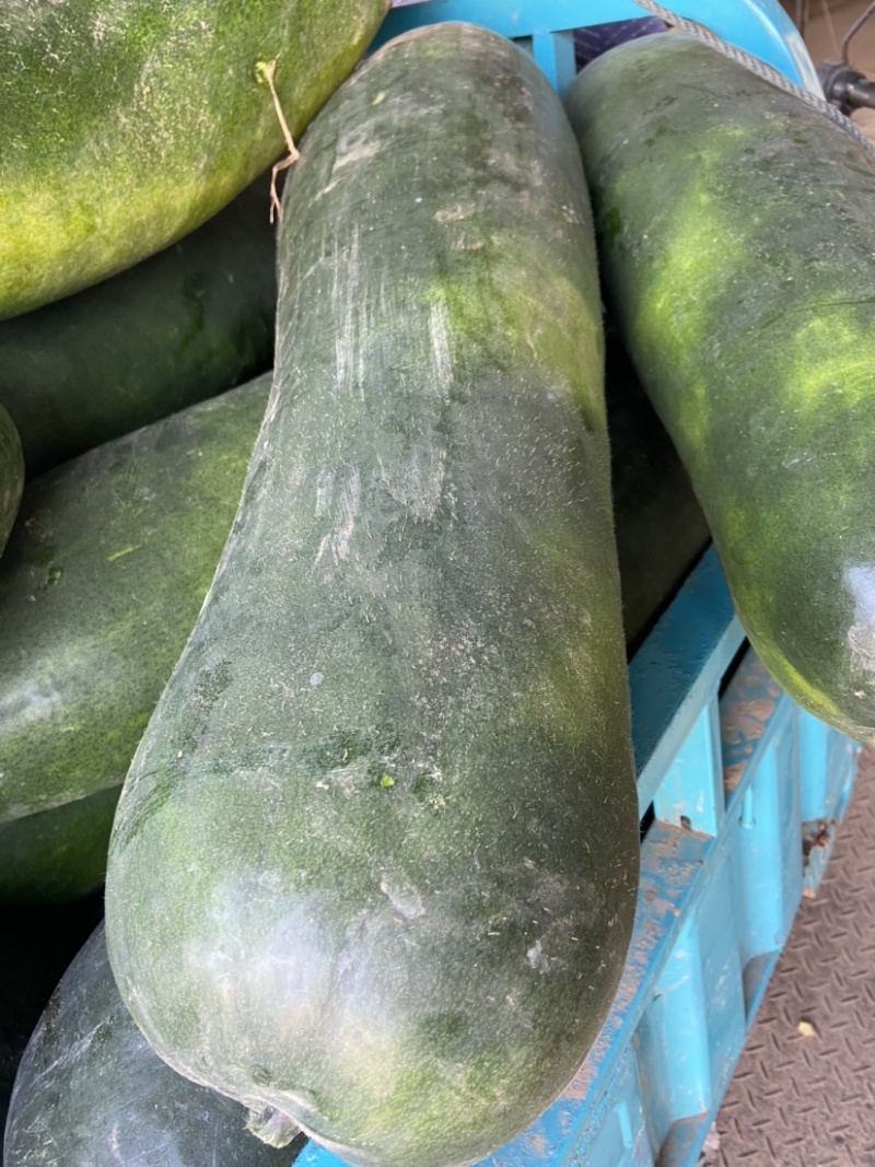 万亩蔬菜基地种植冬瓜直发代办品质优良价格优势