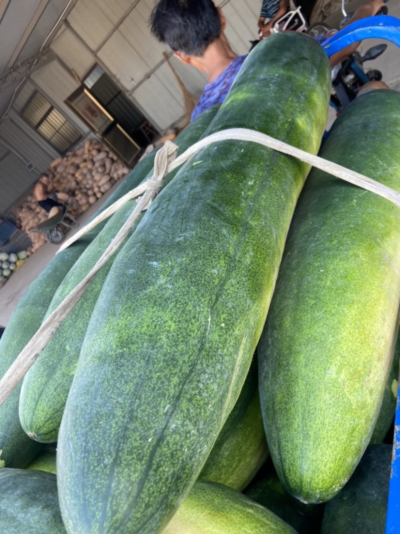 万亩蔬菜基地种植冬瓜直发代办品质优良价格优势