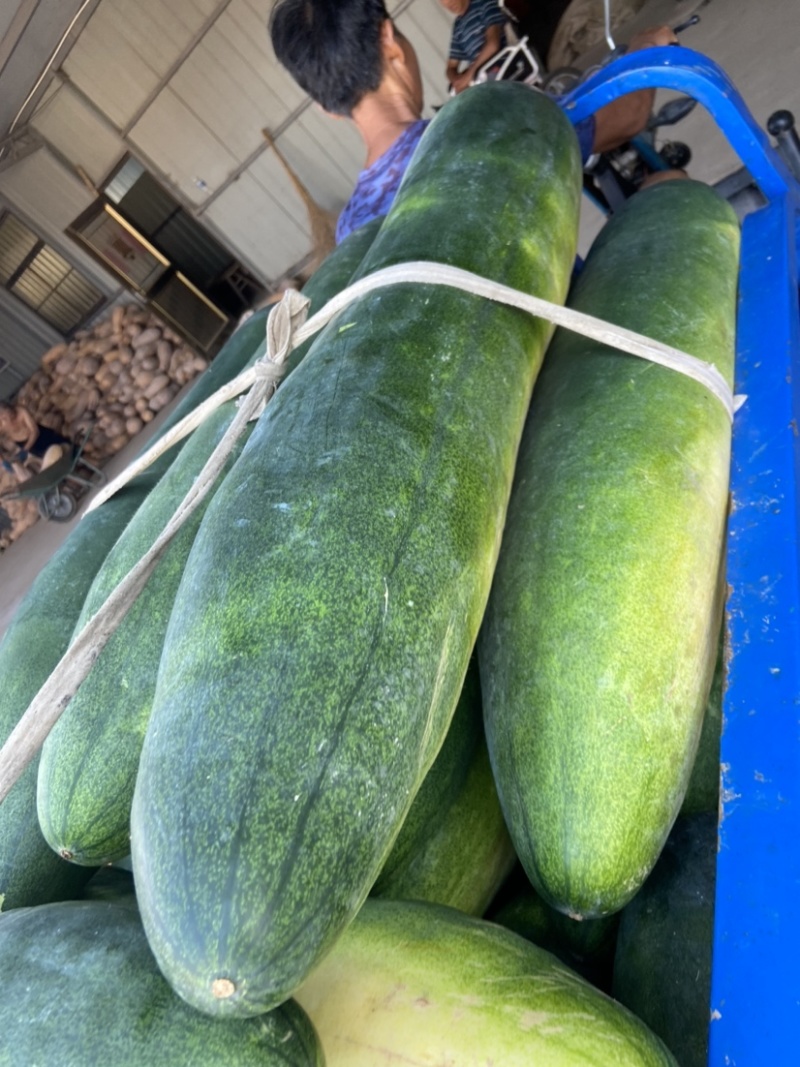 万亩蔬菜基地种植冬瓜直发代办品质优良价格优势