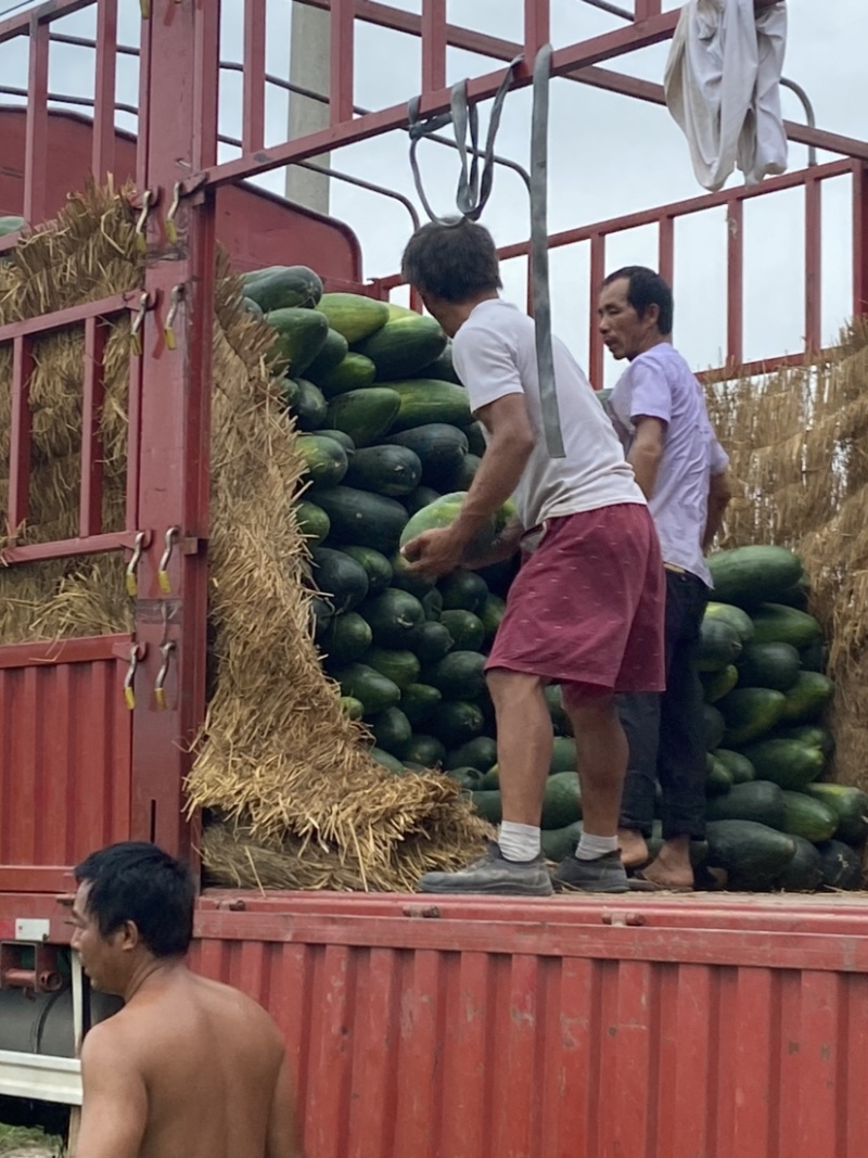 万亩蔬菜基地种植冬瓜直发代办品质优良价格优势