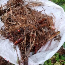 野生石菖蒲足干货去须