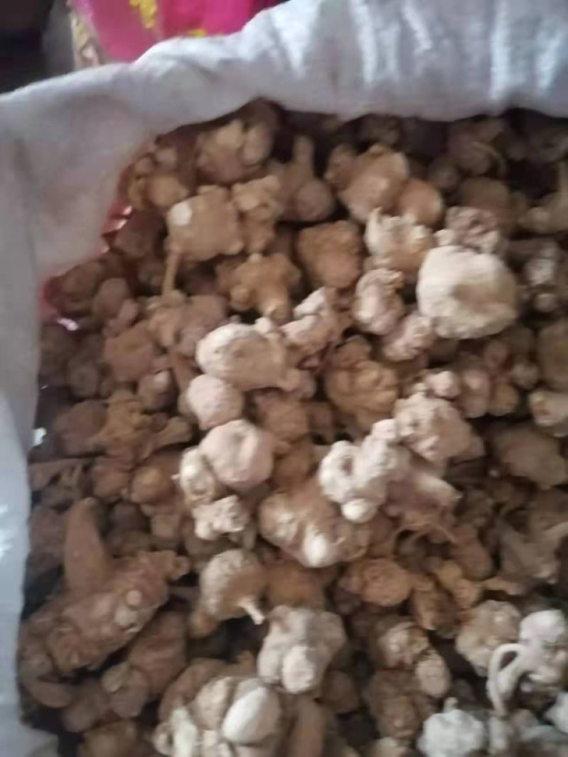 大小珠子参干货有货