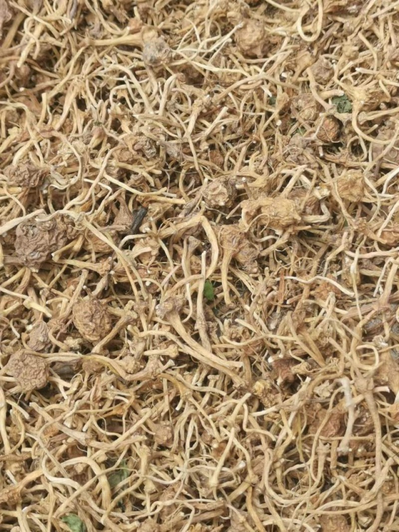 大小珠子参干货有货