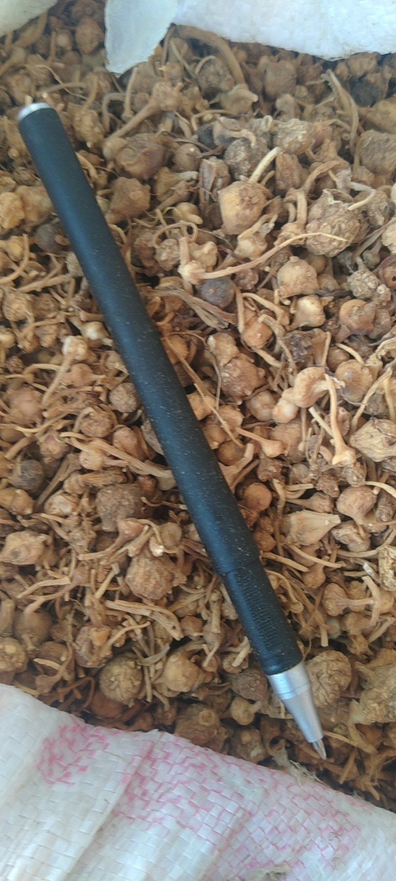 大小珠子参干货有货