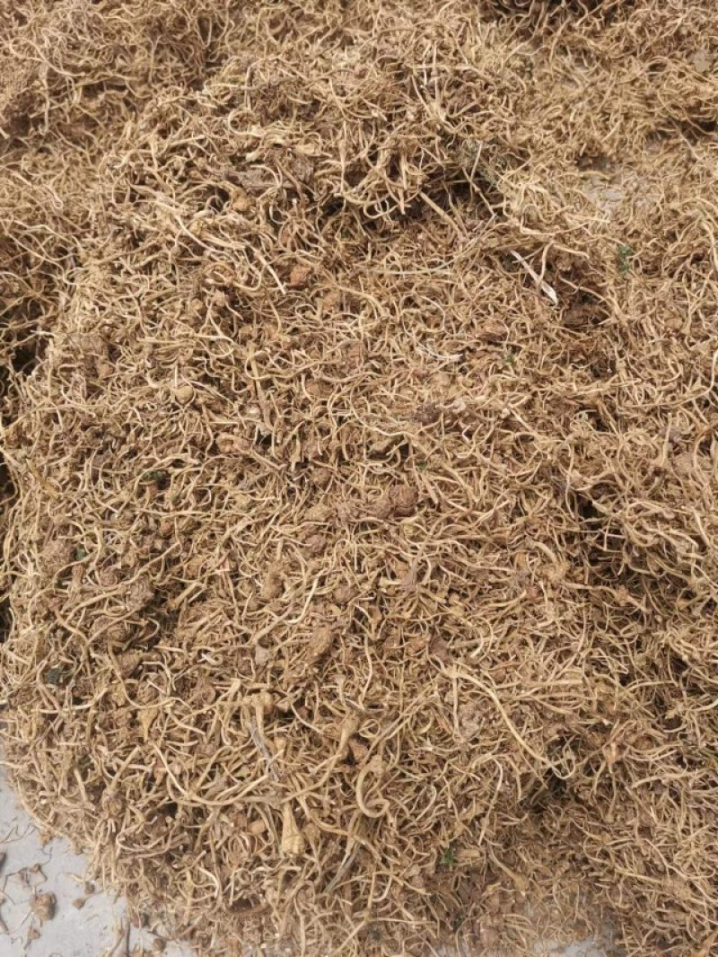 大小珠子参干货有货