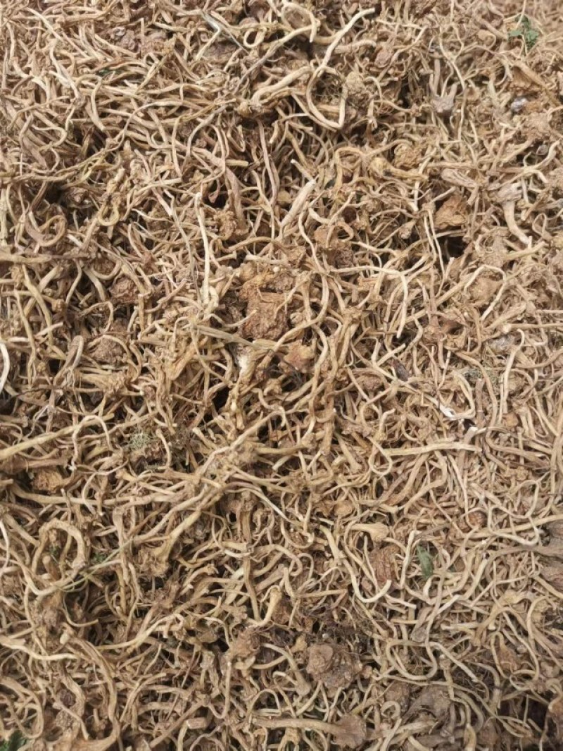 大小珠子参干货有货