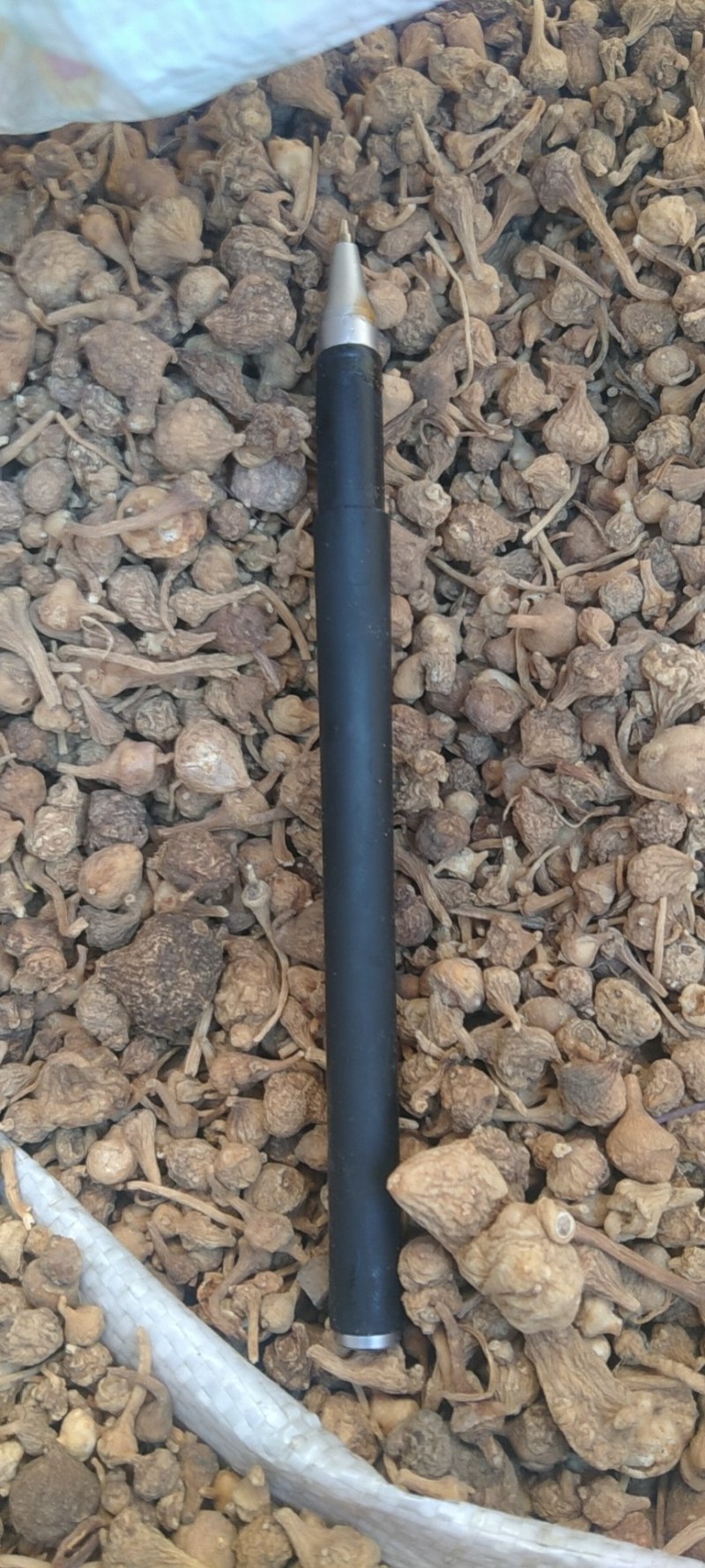 大小珠子参干货有货