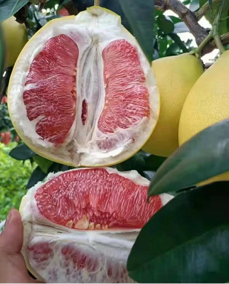 【推荐】红心柚子大量上市口感好皮薄肉厚质优价廉