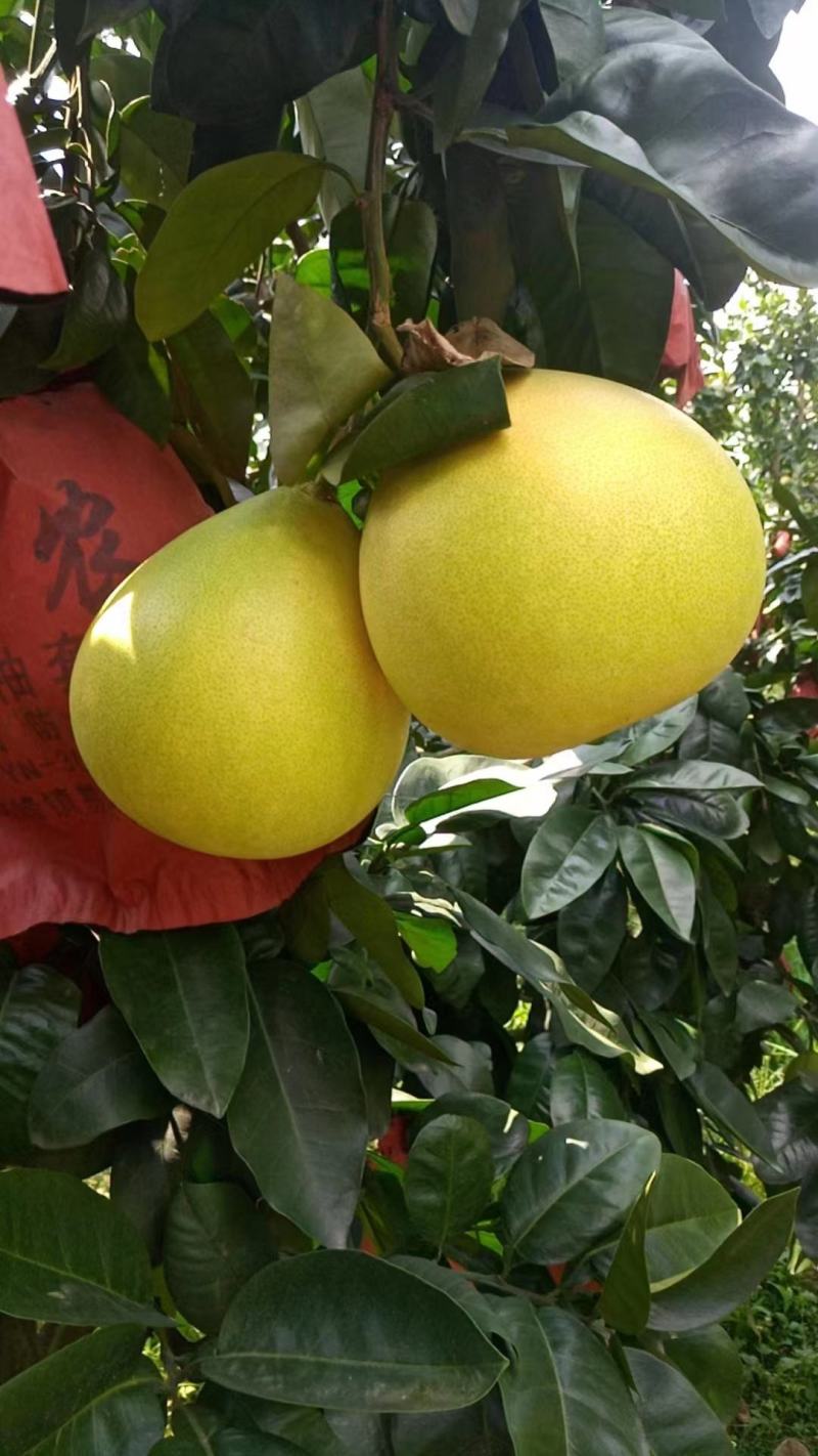 【推荐】红心柚子大量上市口感好皮薄肉厚质优价廉