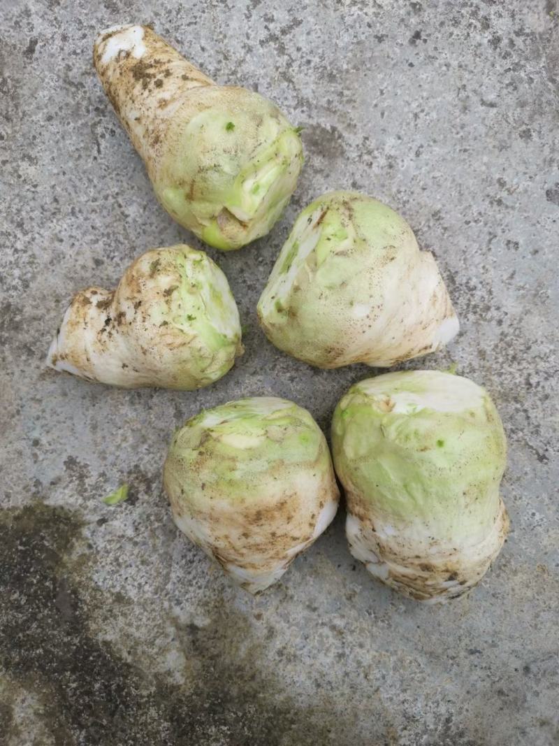 大头菜，