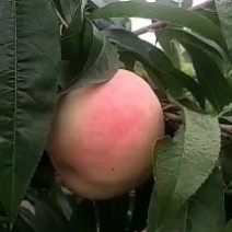 千亩桃园基地永连蜜桃大量上市中有需要联系我
